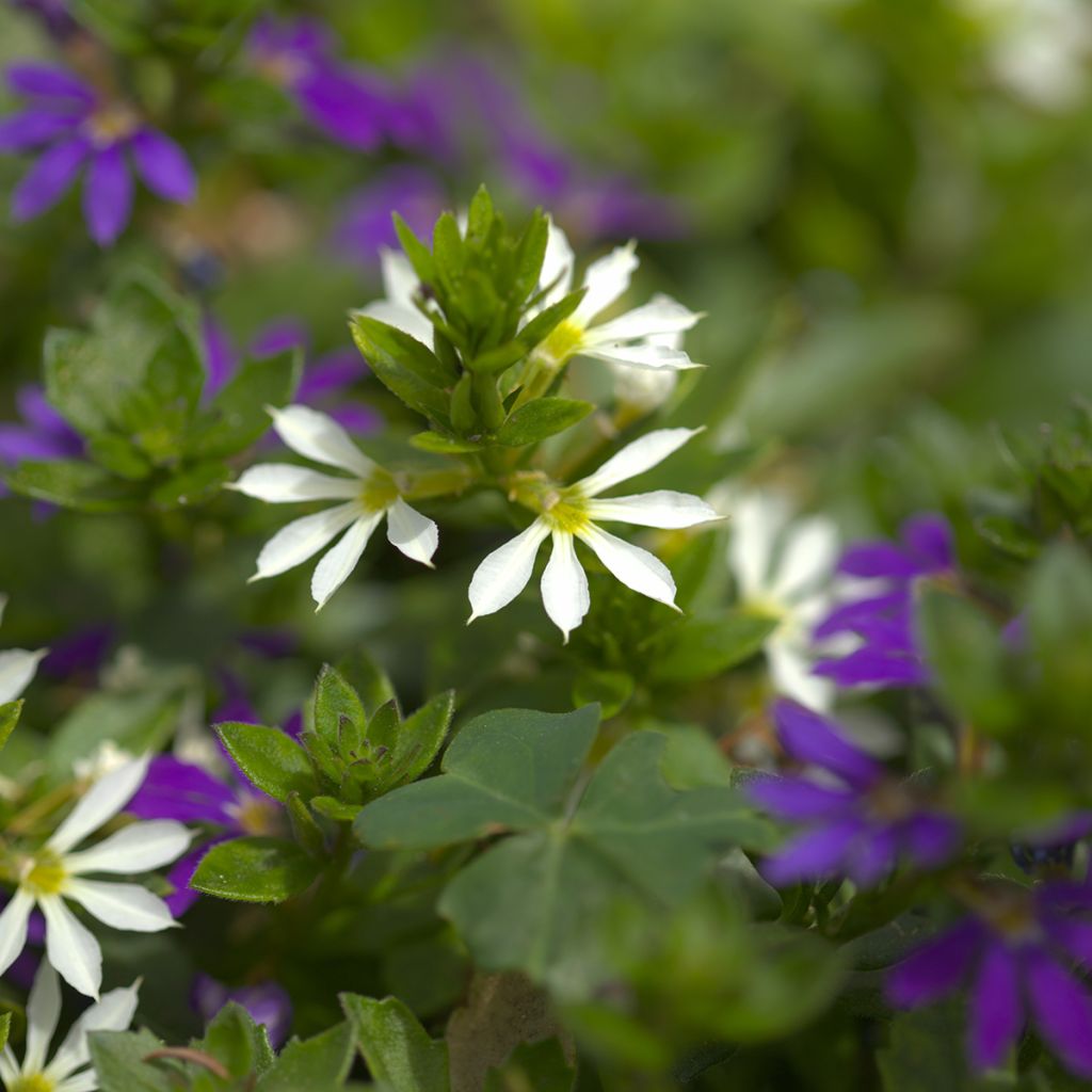 Scaevola aemula Surdiva White