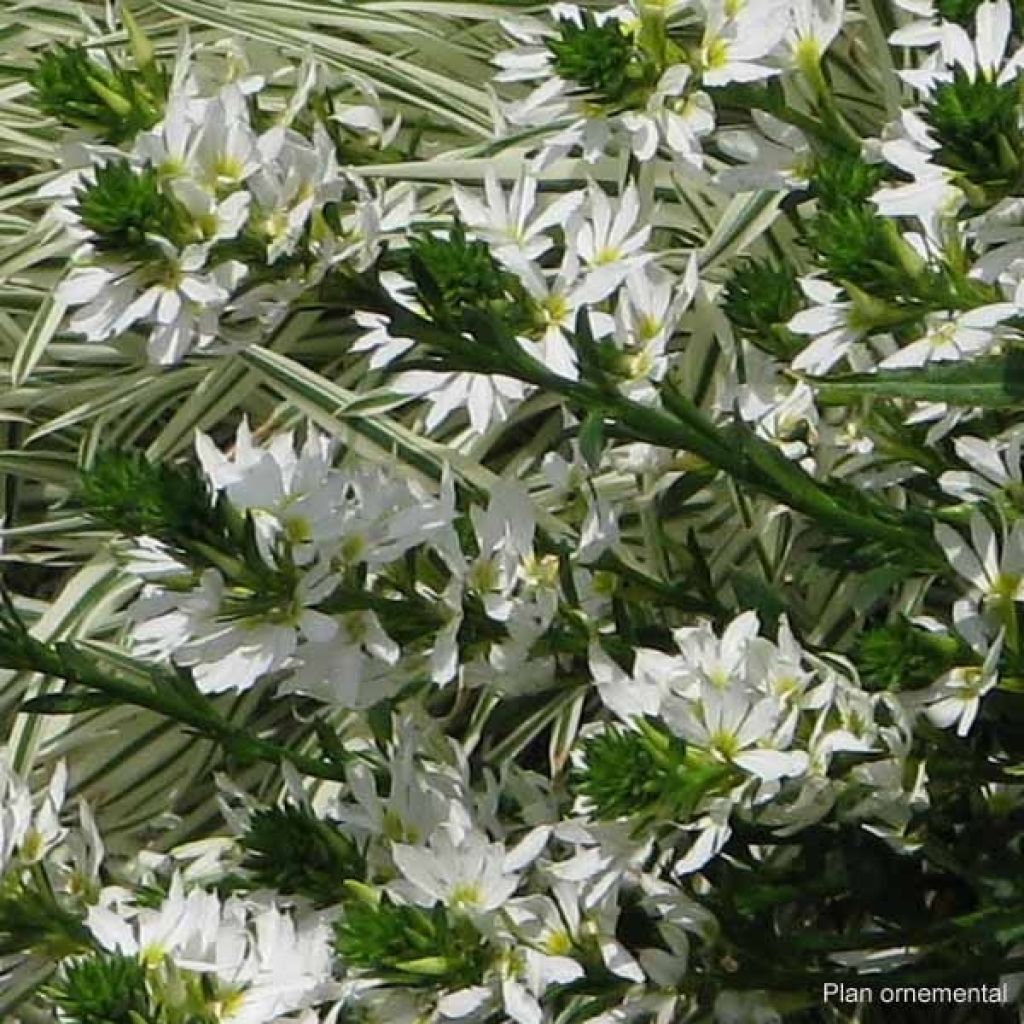 Scaevola aemula White Wonder