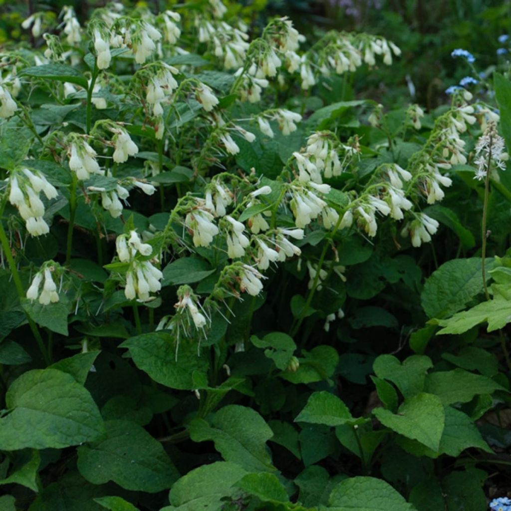 Consoude à grandes fleurs - Symphytum grandiflorum