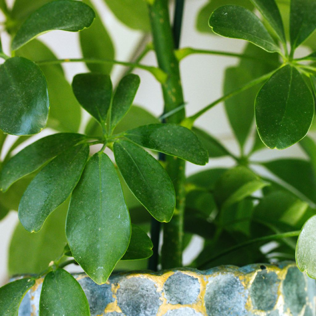 Schefflera arboricola - Umbrella tree