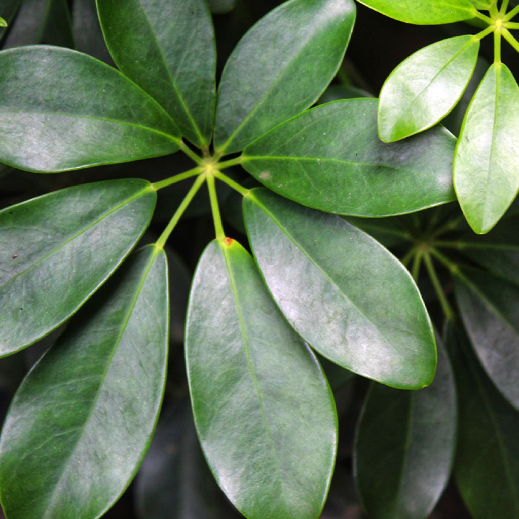 Schefflera arboricola - Umbrella tree