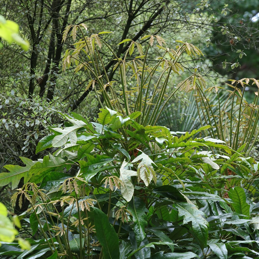 Schefflera delavayi