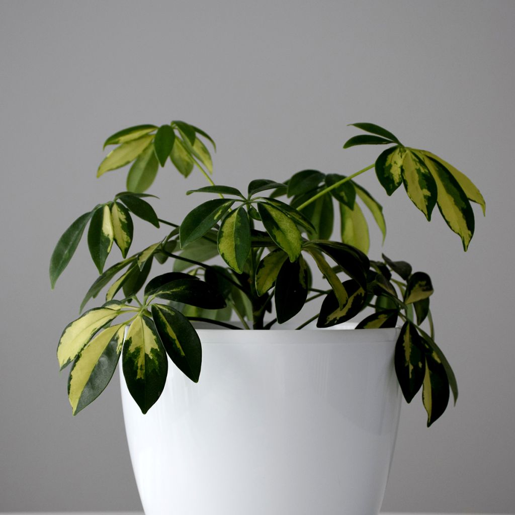 Schefflera arboricola Madame De Smet - Petit arbre-ombelle, Arbre-ombrelle nain, Scheffléra,  Arbre-parapluie, Parasol, Arbre du bureau