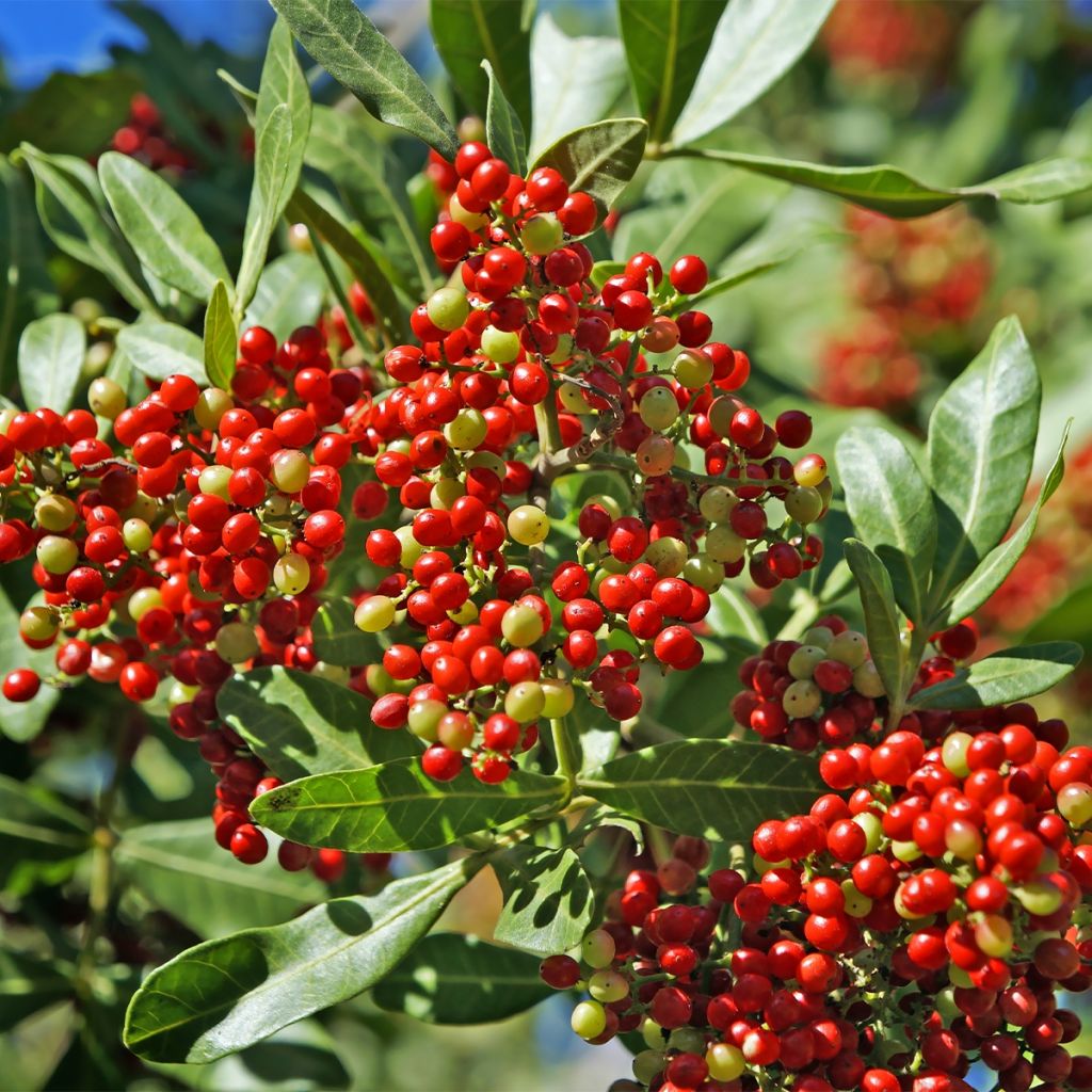 Schinus terebinthifolius - Faux-poivrier, Poivre rose