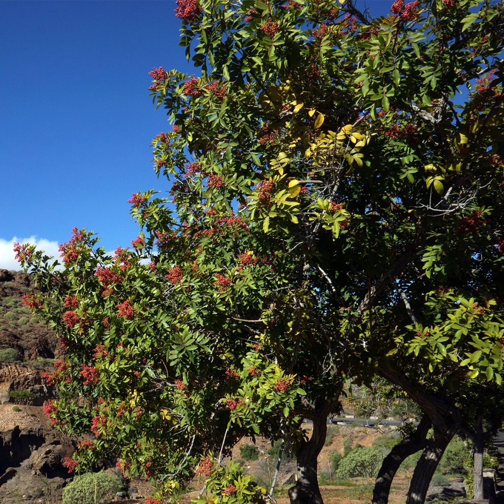 Schinus terebinthifolius - Faux-poivrier, Poivre rose