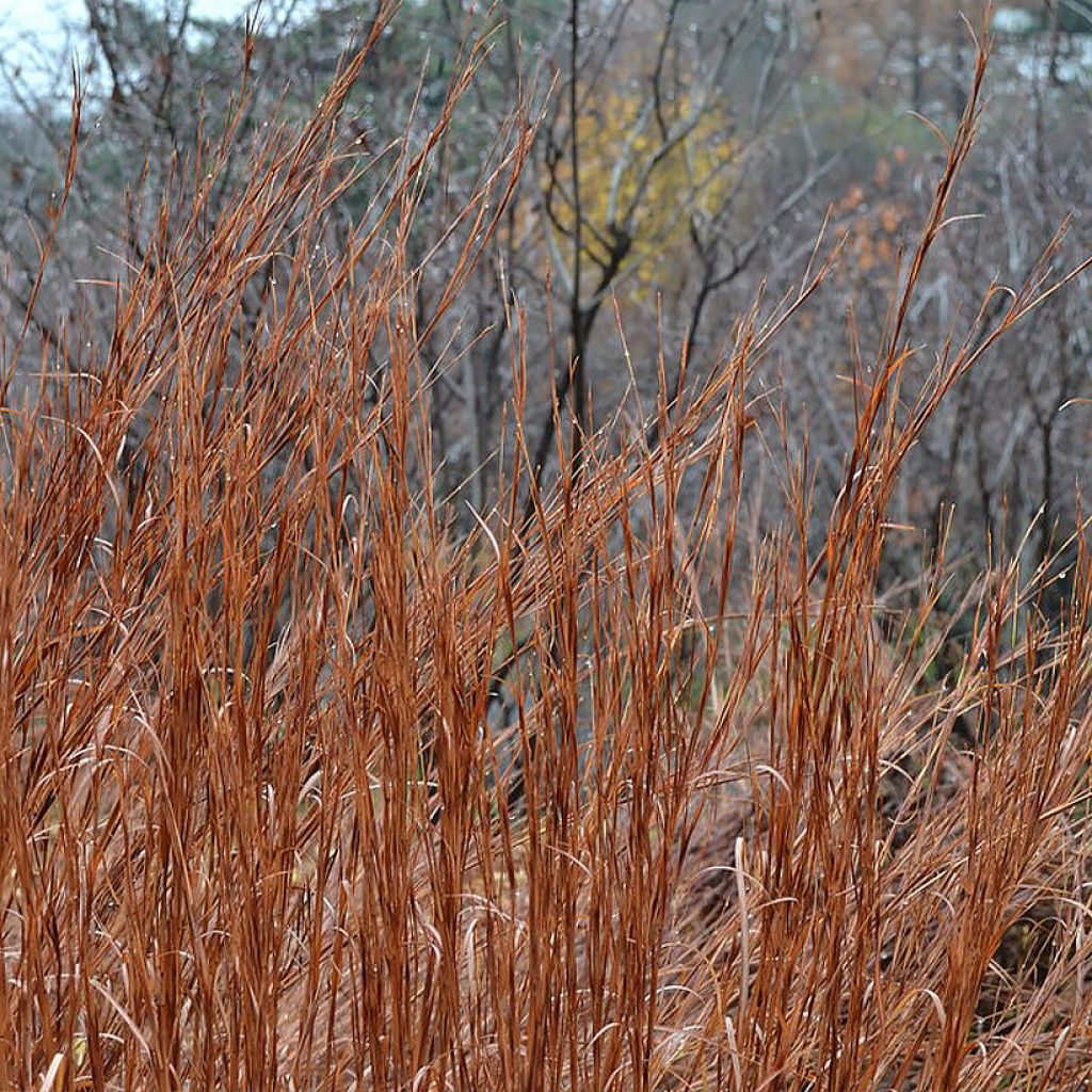 Schizachyrium scoparium Blaze - Herbe à balais