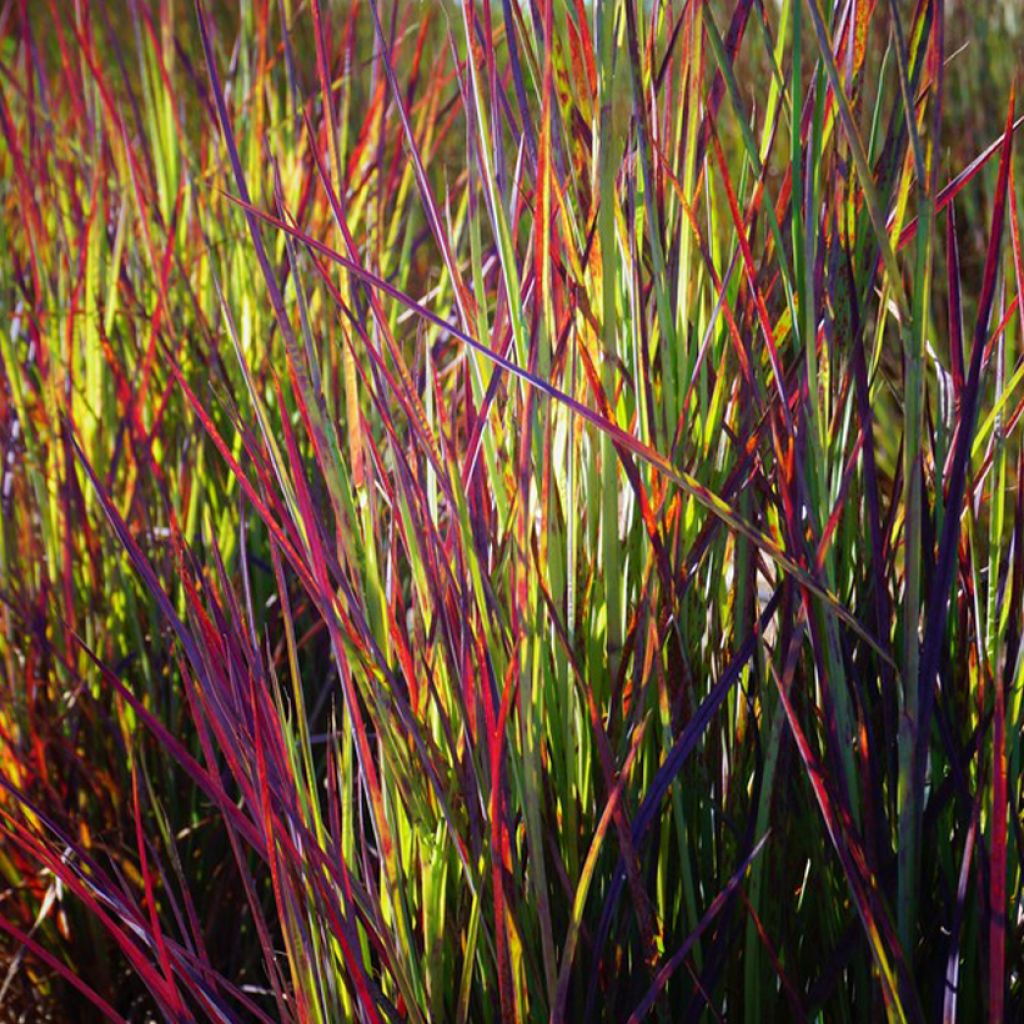 Schizachyrium scoparium Twilight Zone - Herbe à balais