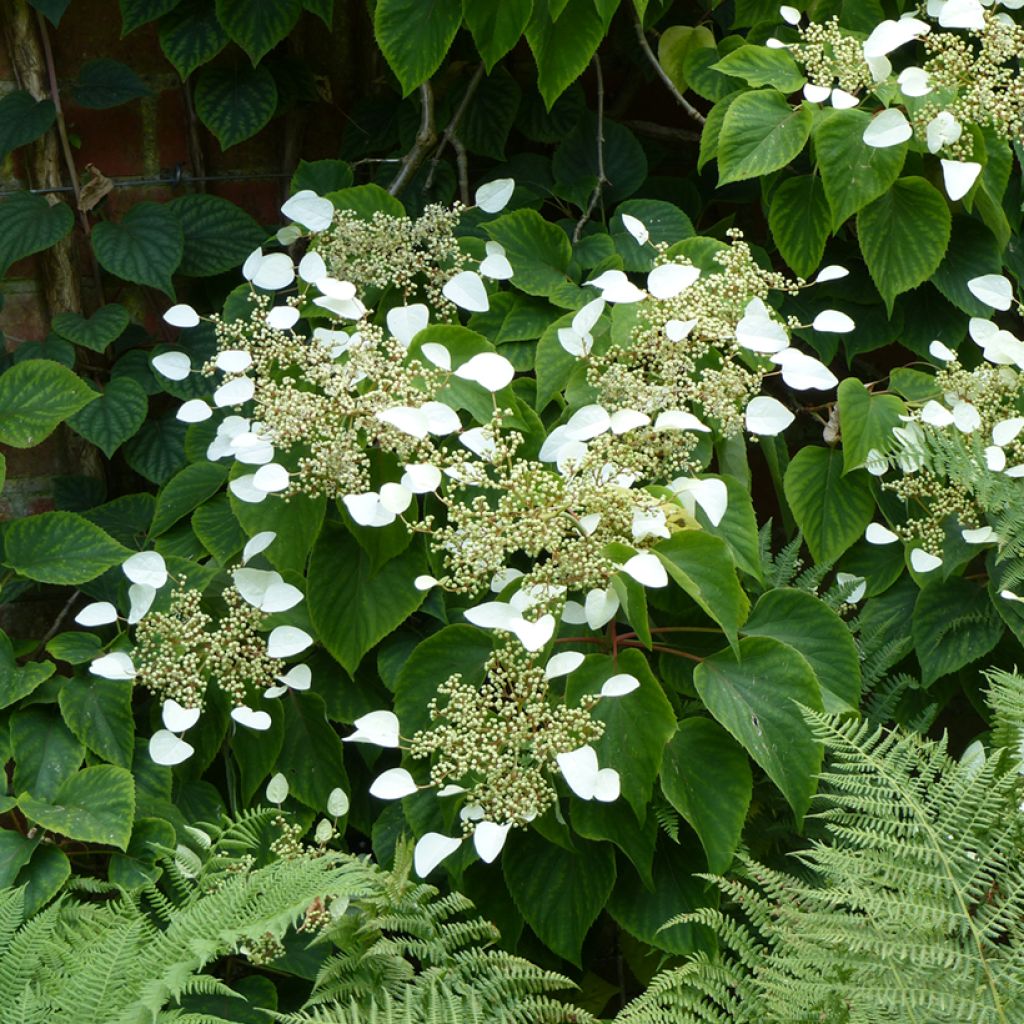 Schizophragma hydrangeoides