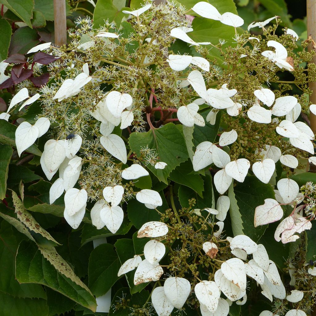 Schizophragma hydrangeoides Rose Sensation