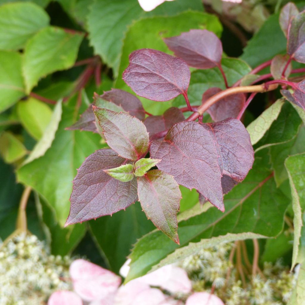 Schizophragma hydrangeoides Rose Sensation