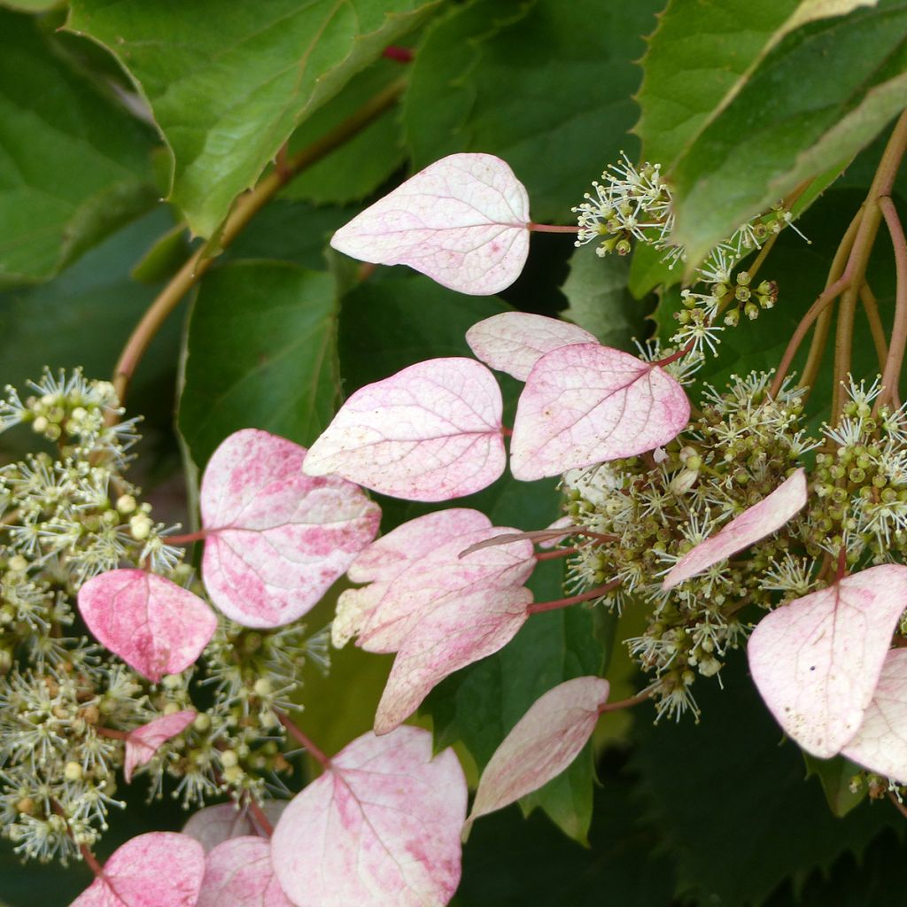 Schizophragma hydrangeoides Rose Sensation