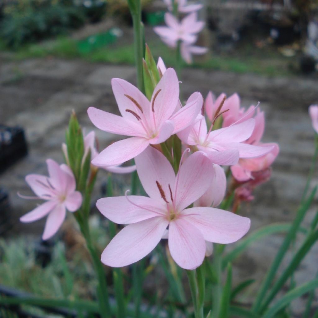 Schizostylis cocc.Mrs Hegarty - Lis des Cafres