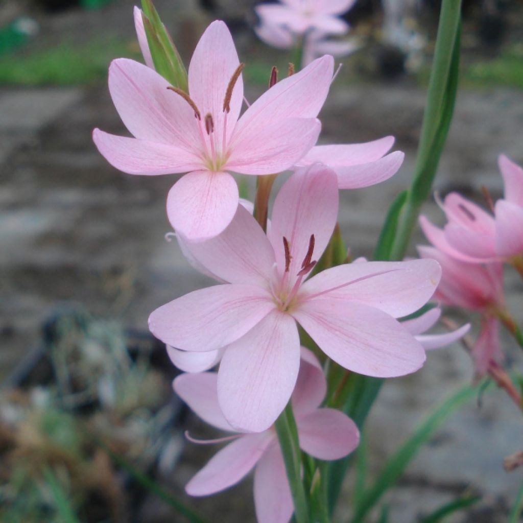 Schizostylis cocc.Mrs Hegarty - Lis des Cafres