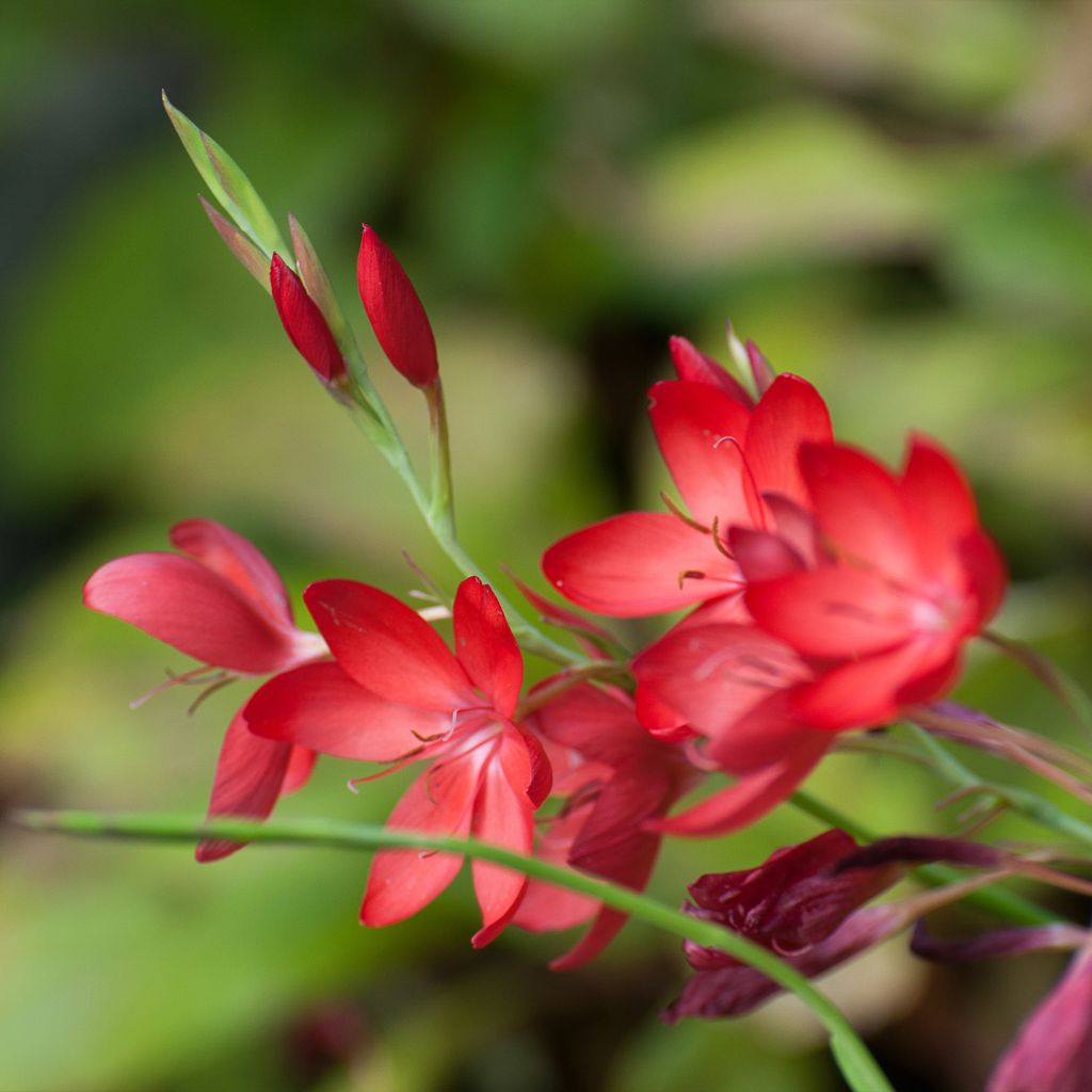 Schizostylis coccinea Major