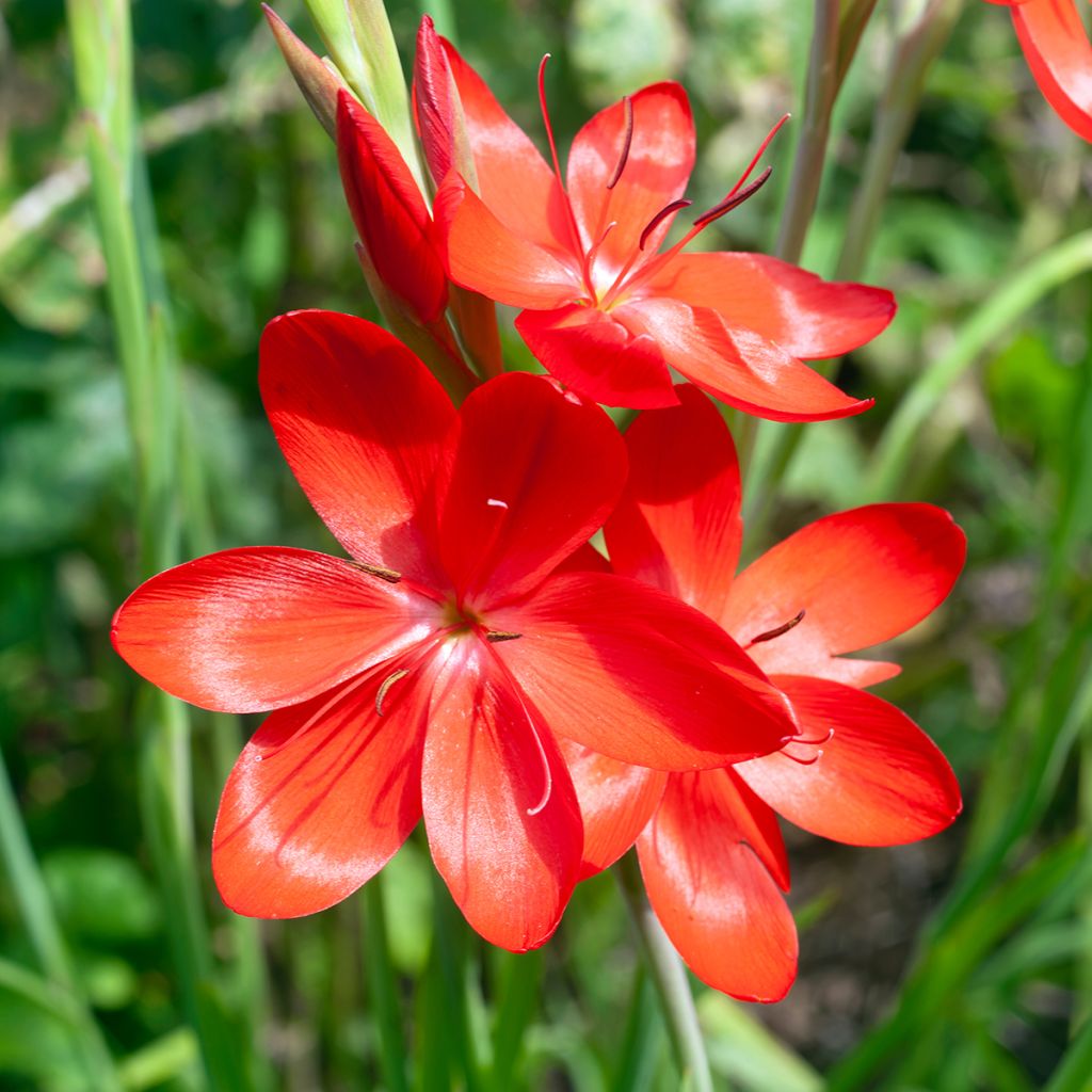 Schizostylis coccinea Major