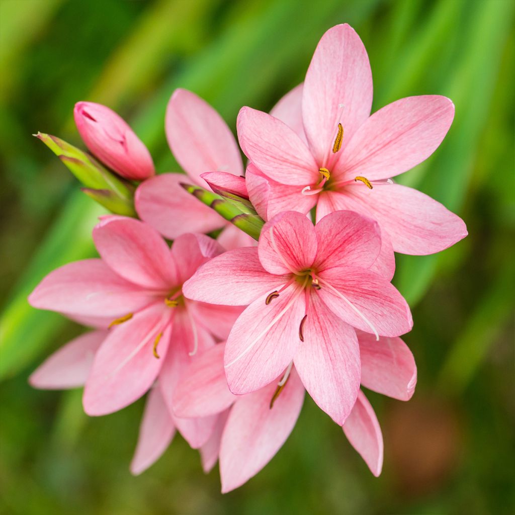 Schizostylis coccinea Rosea - Lis des Cafres