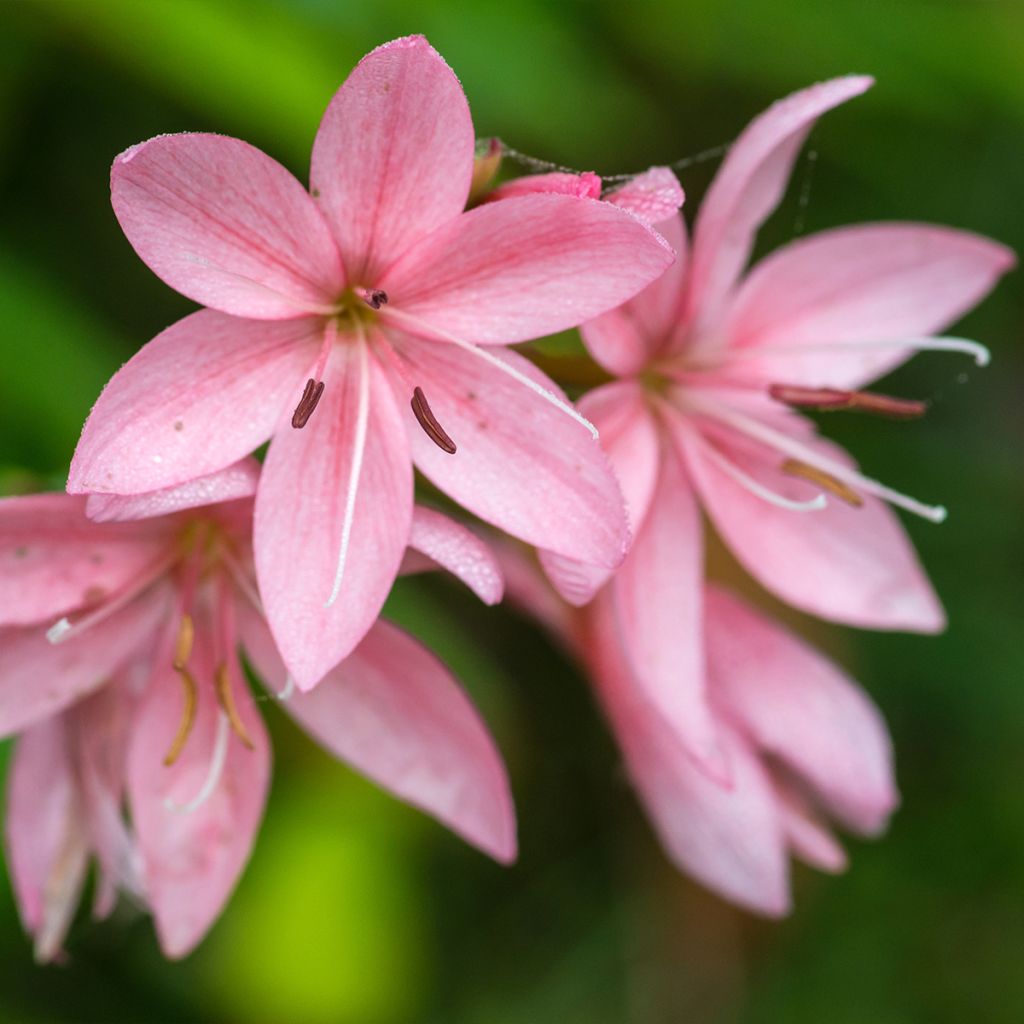 Schizostylis coccinea Rosea - Lis des Cafres