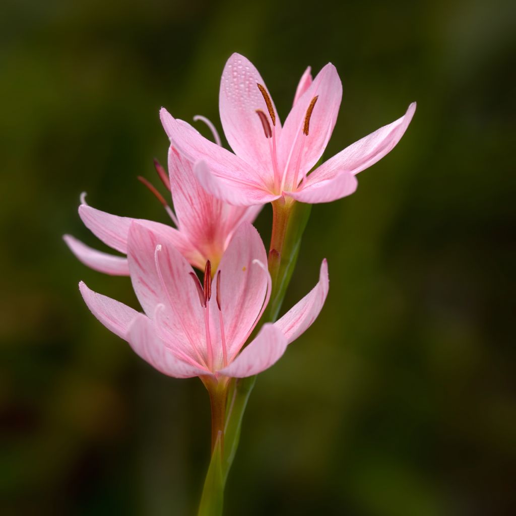 Schizostylis coccinea Rosea - Lis des Cafres