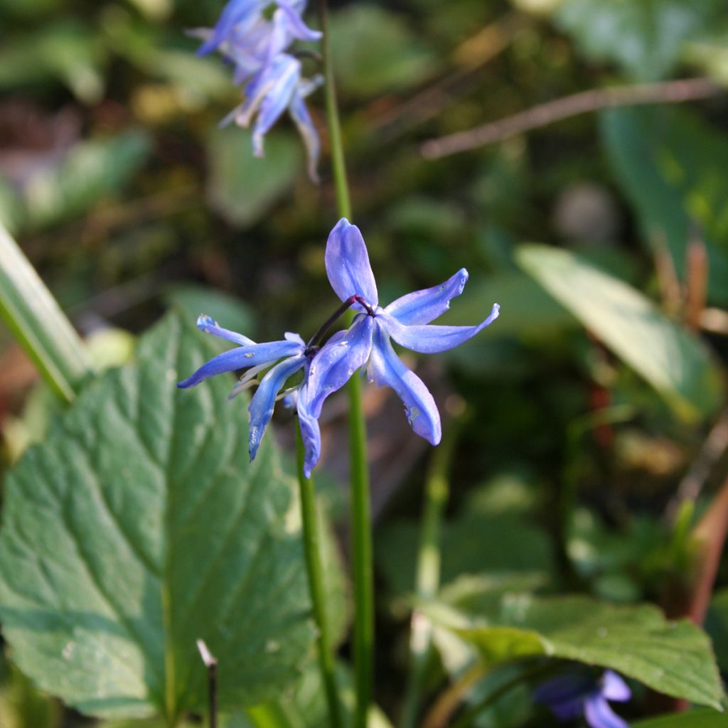 Scilla siberica 