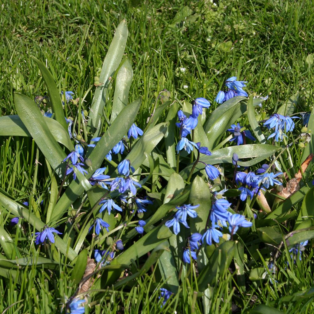 Scilla siberica 