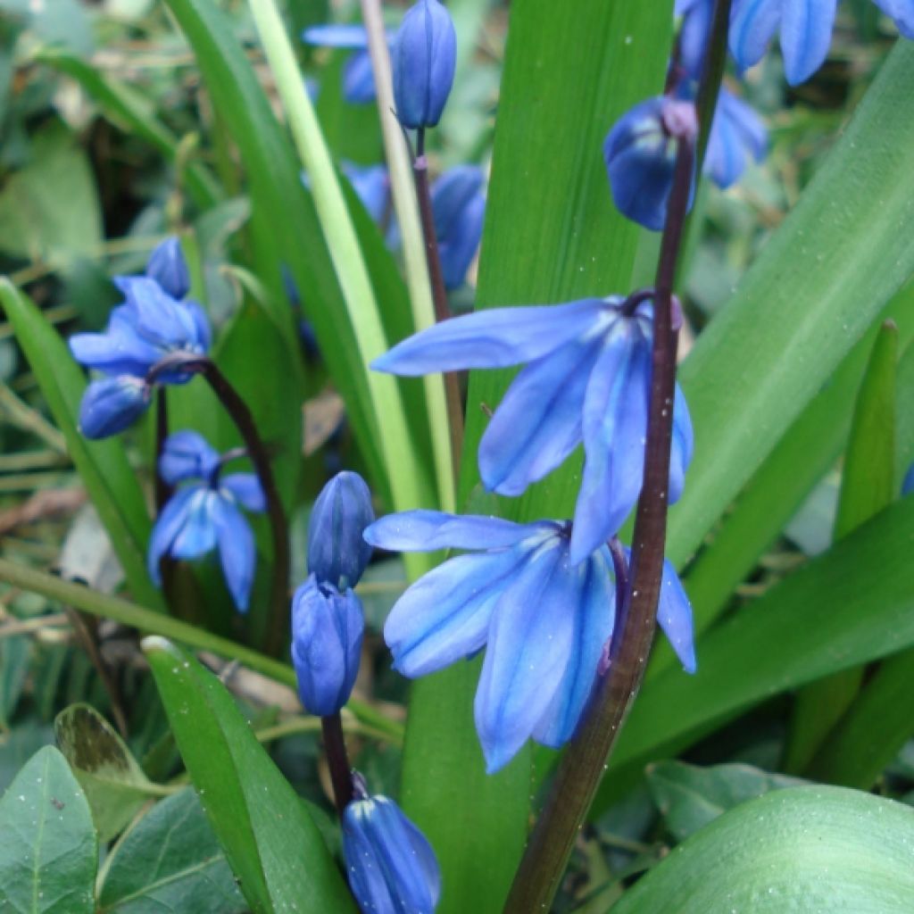 Scille de Sibérie - Scilla sibirica Spring Beauty