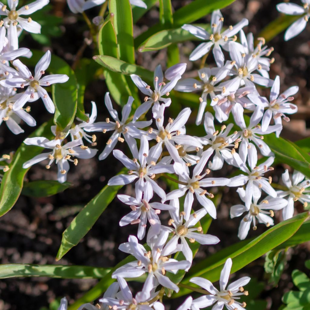 Scilla bifolia Rosea