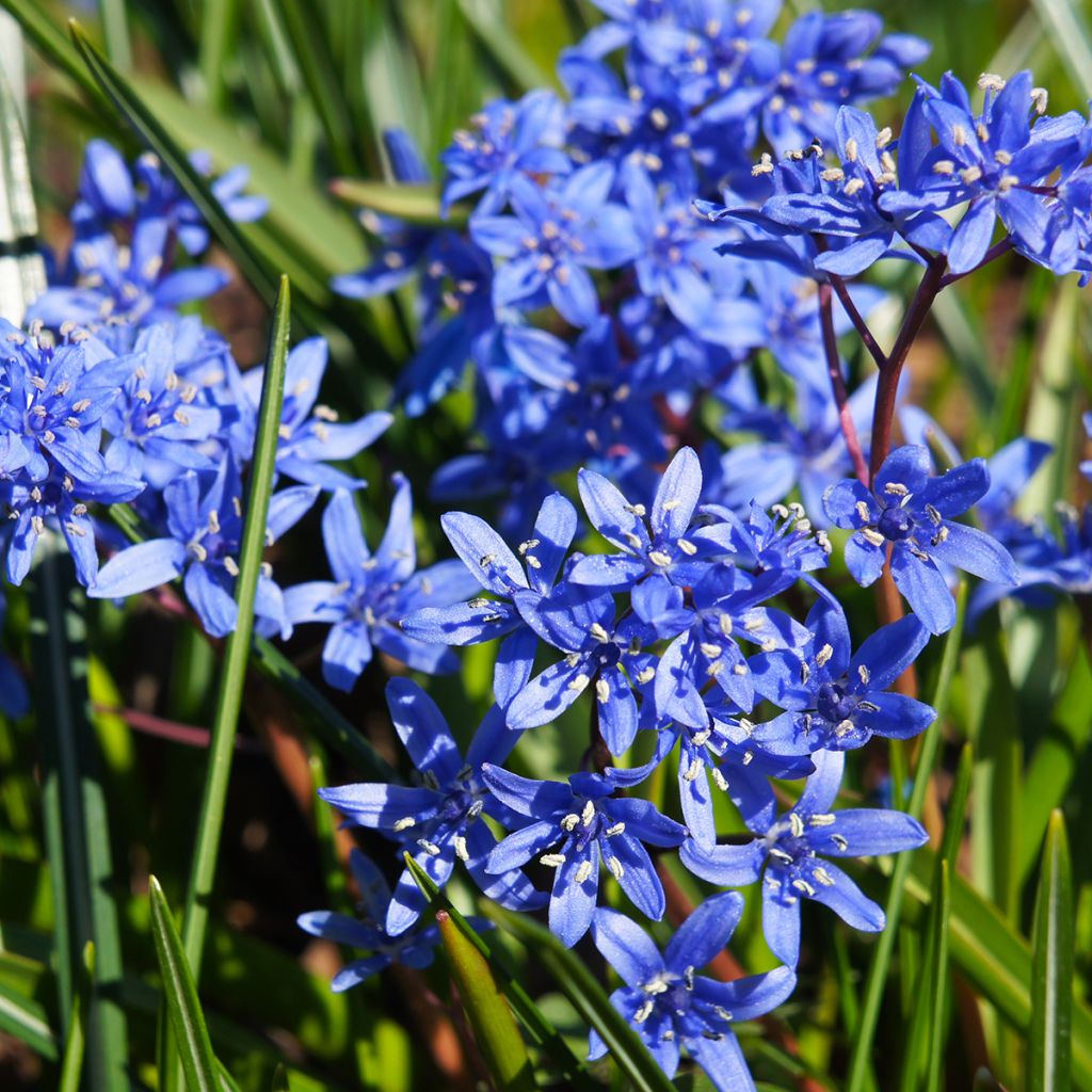 Scilla bifolia 