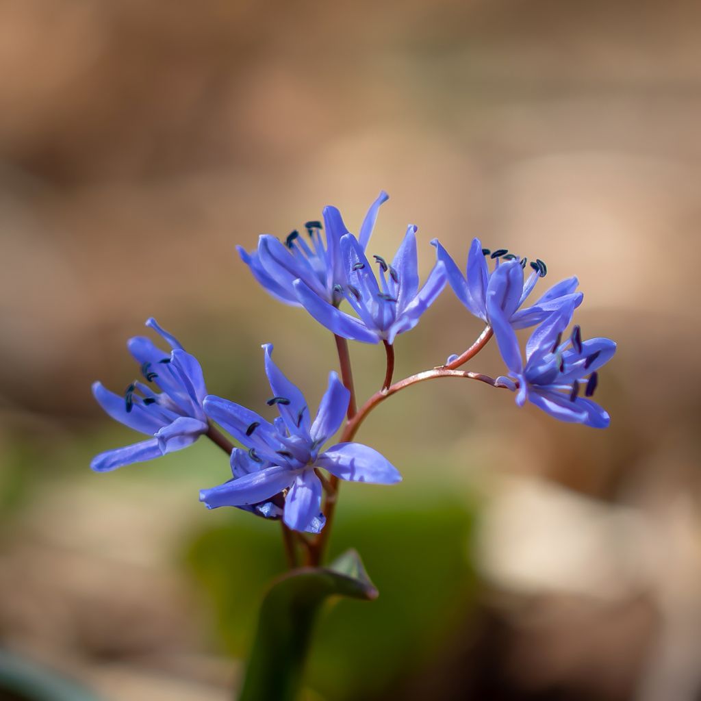 Scilla bifolia 