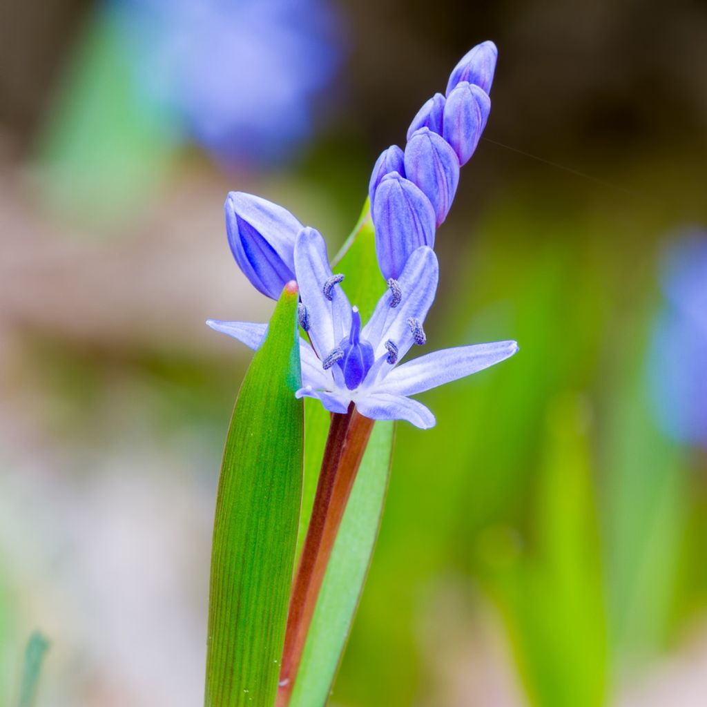 Scilla bifolia 