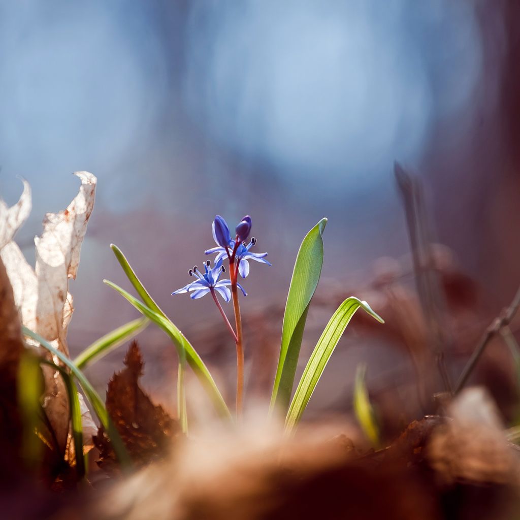 Scilla bifolia 