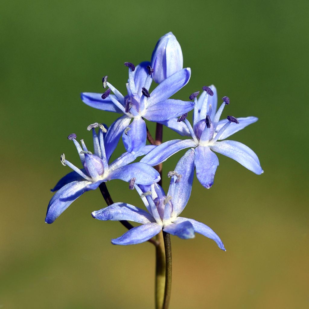 Scilla bifolia 