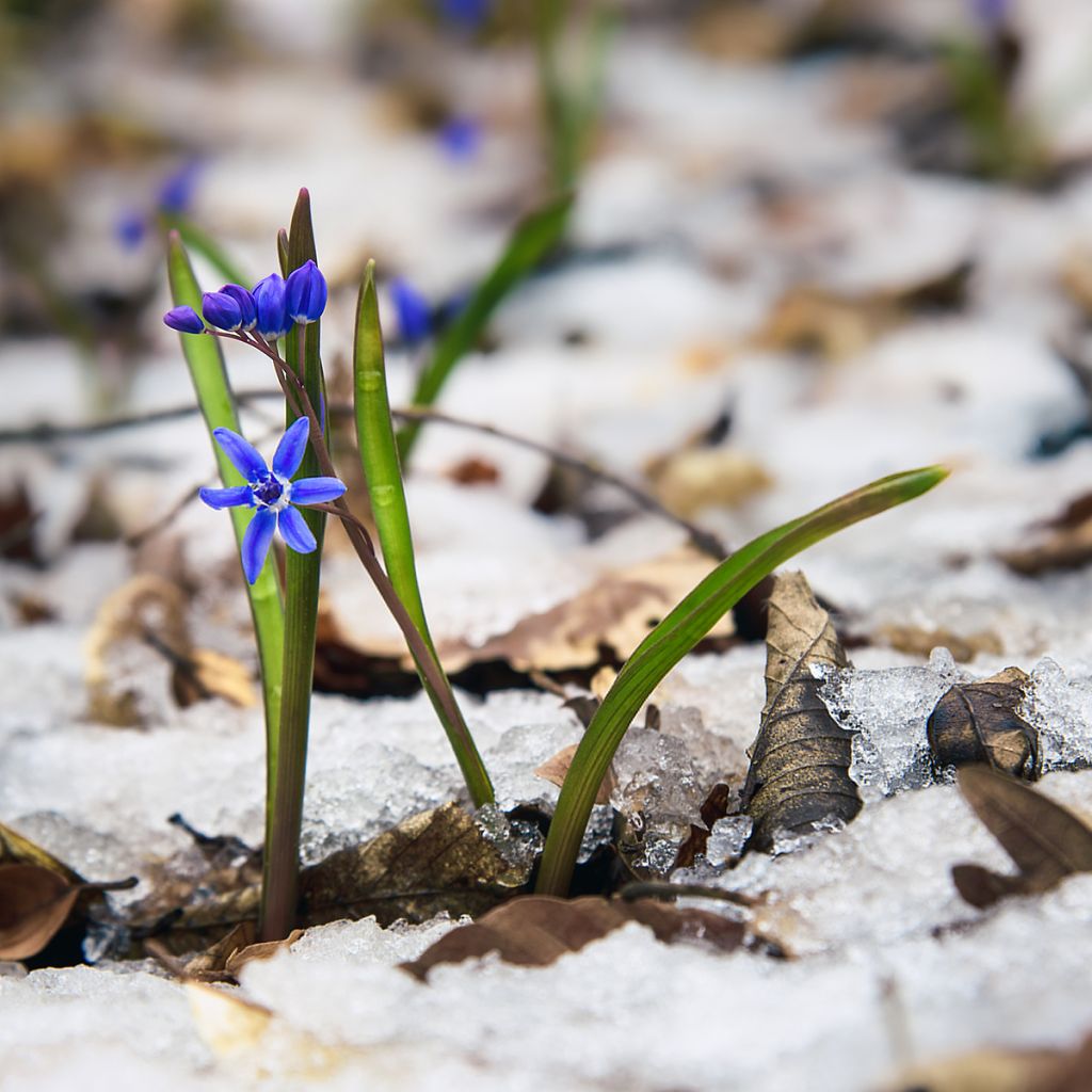 Scilla bifolia 