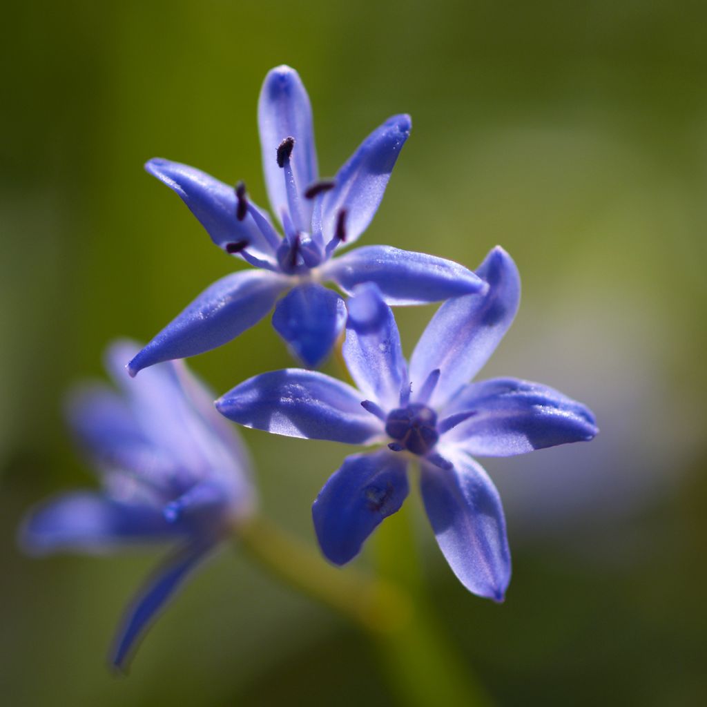 Scilla bifolia 