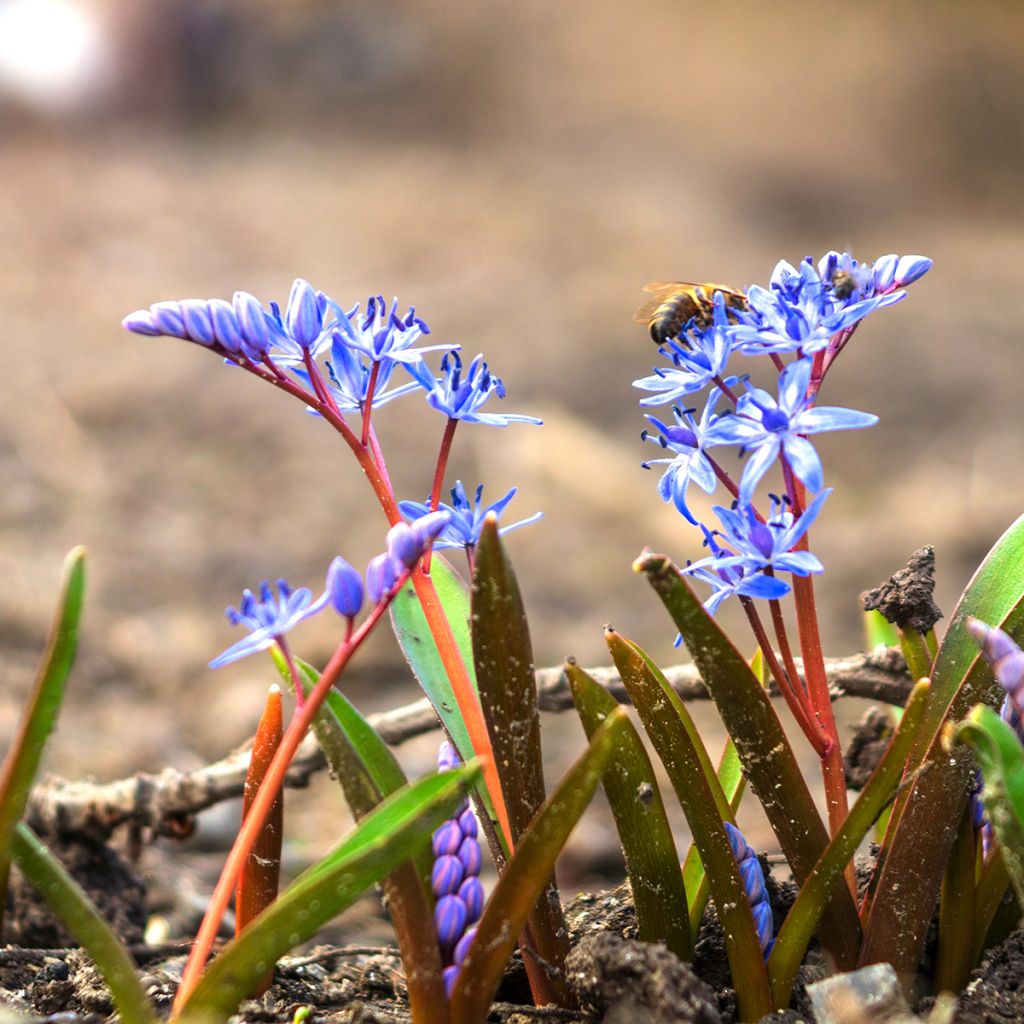 Scilla bifolia 