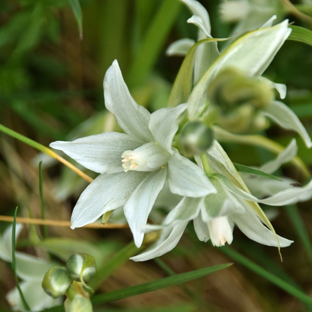 Scilla siberica Alba