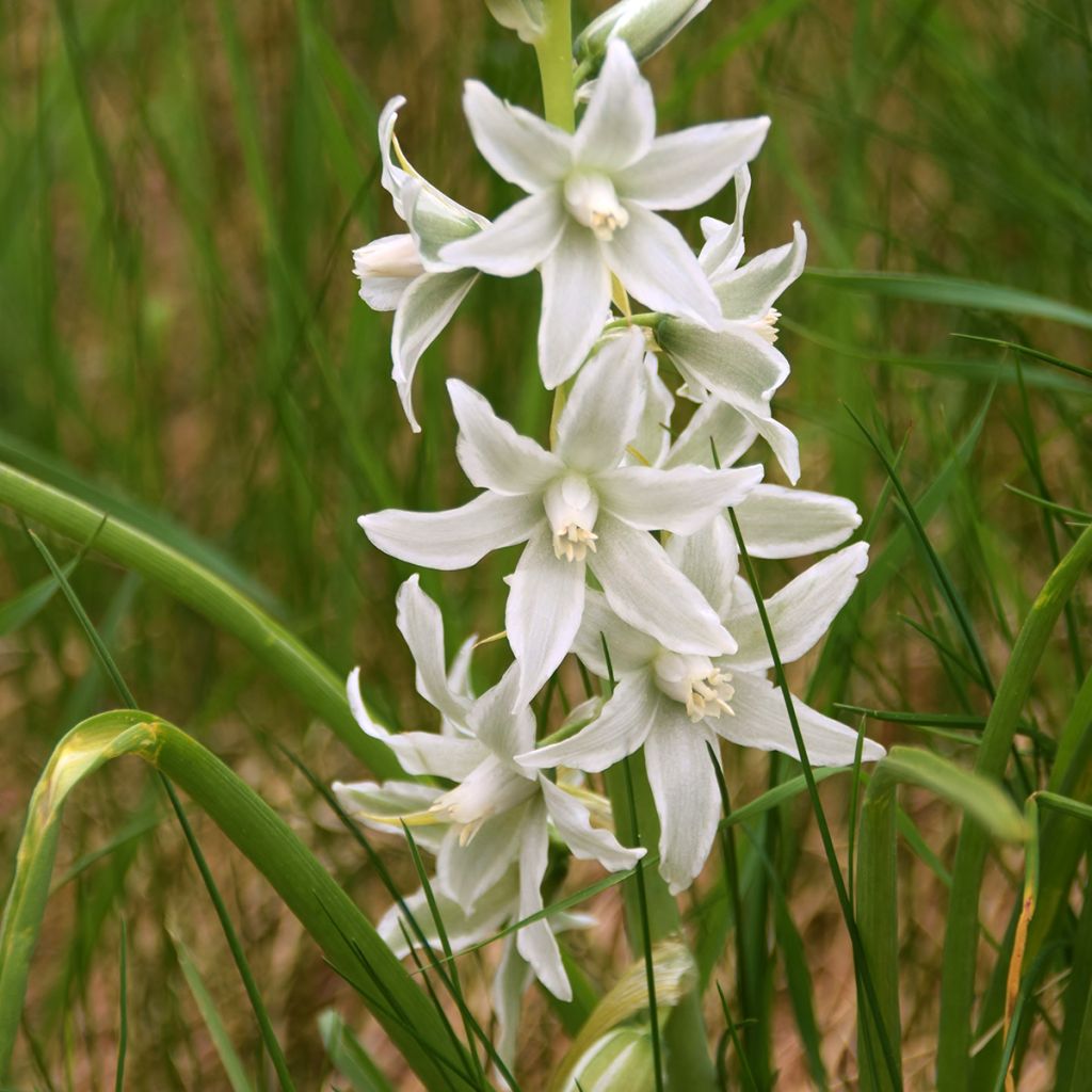 Scilla siberica Alba