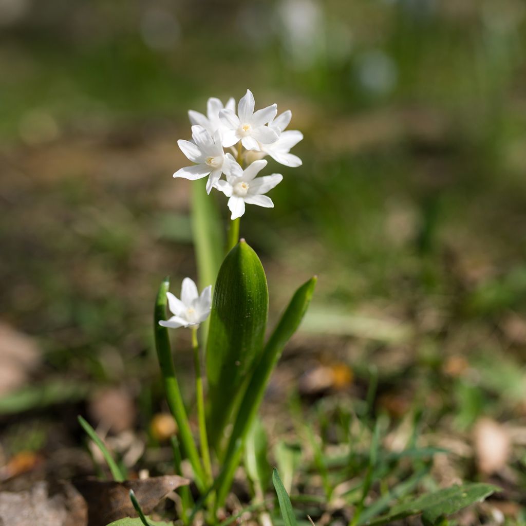 Scilla siberica Alba