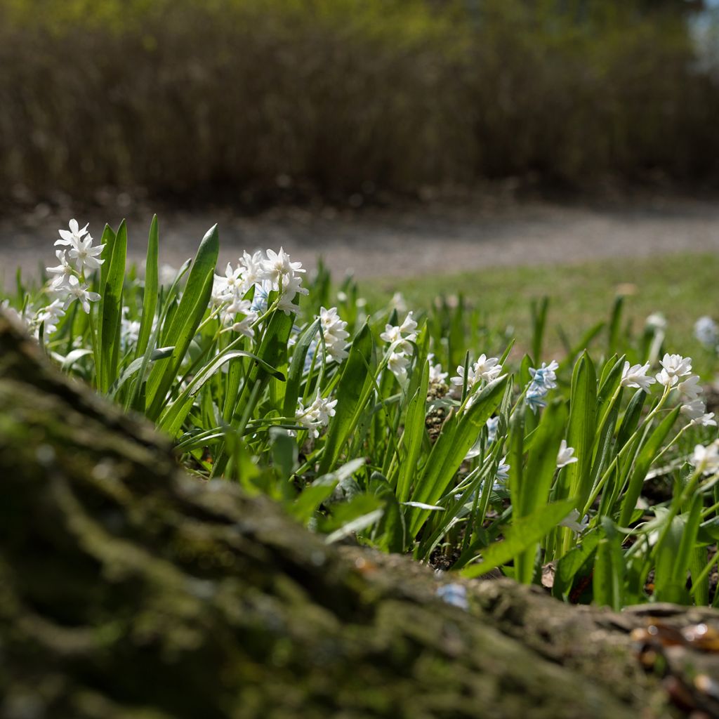 Scilla siberica Alba