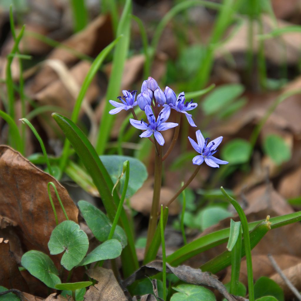 Scilla siberica 'Spring Beauty'