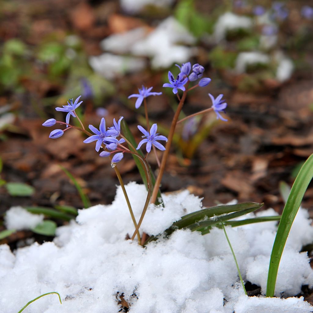 Scilla siberica 'Spring Beauty'