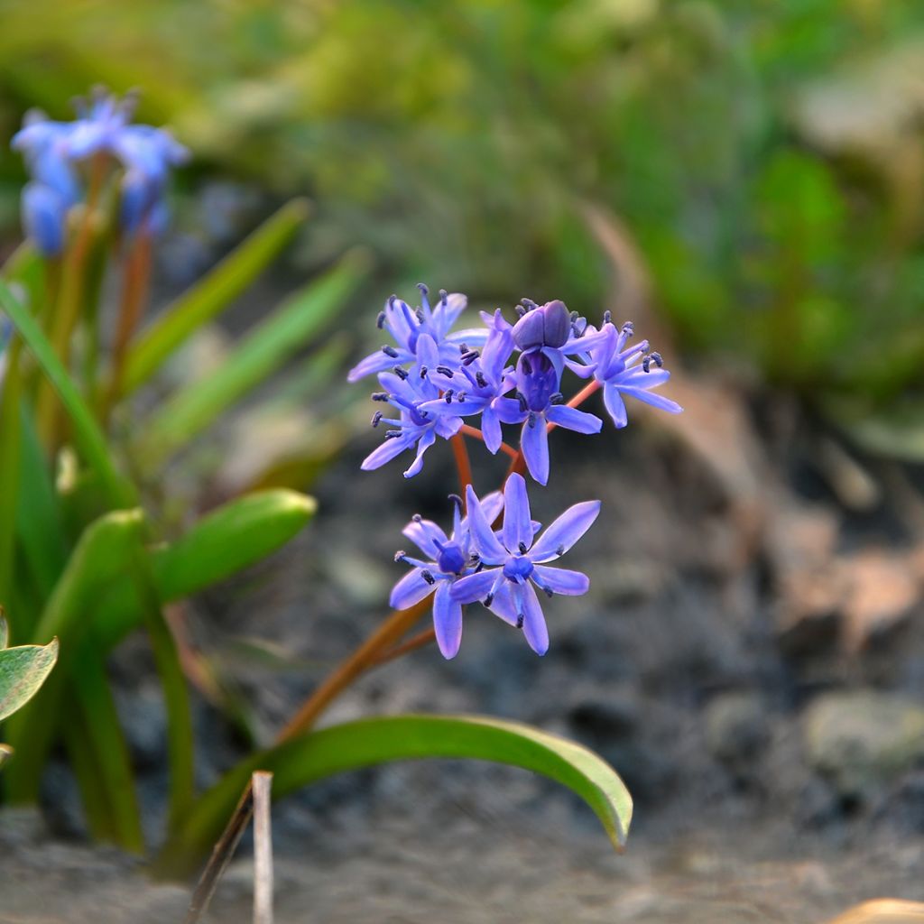 Scilla siberica 'Spring Beauty'