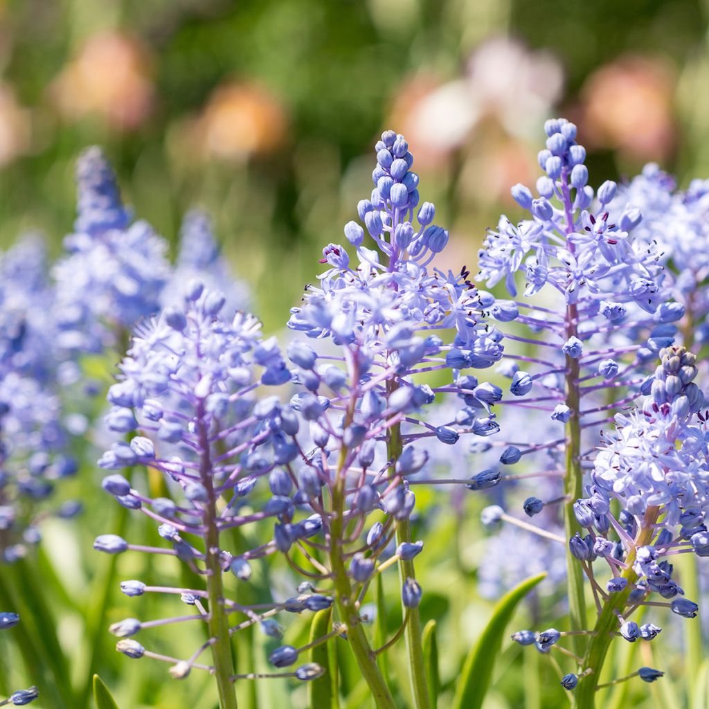 Scilla litardierei 