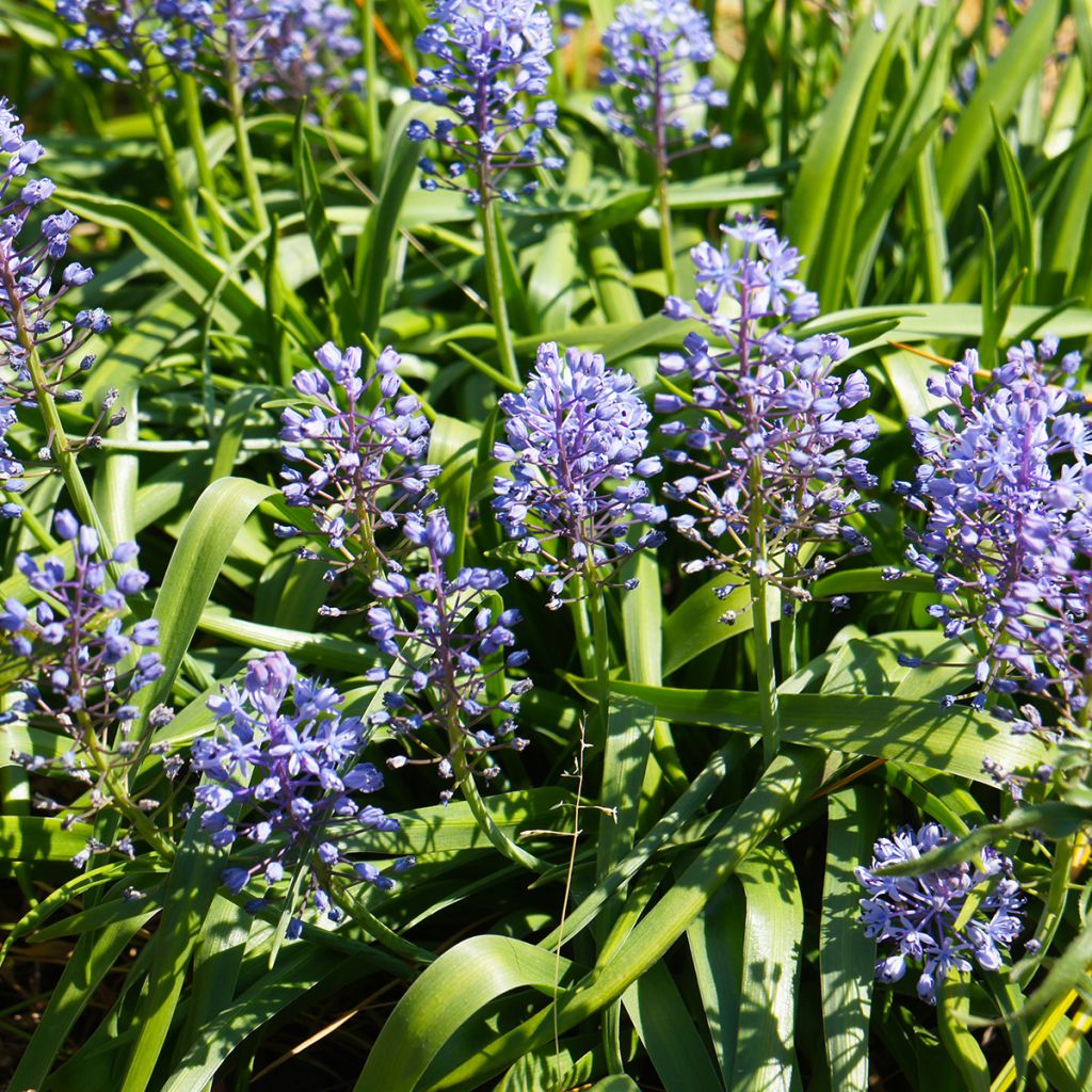 Scilla litardierei 