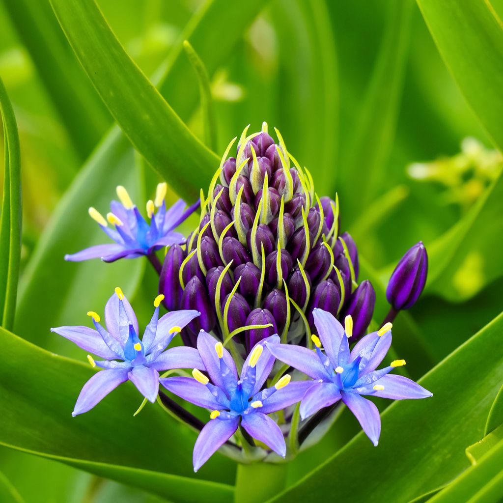 Scilla peruviana 