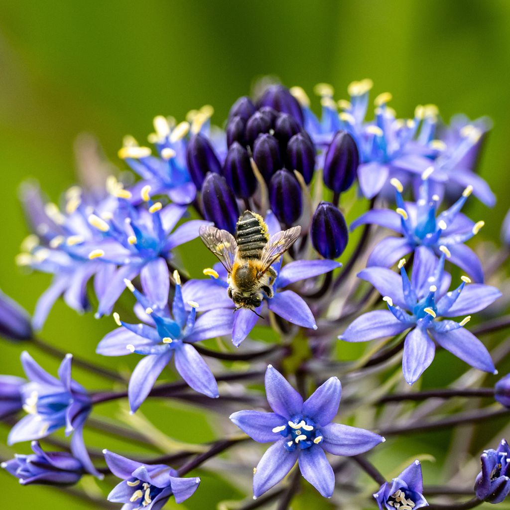 Scilla peruviana 