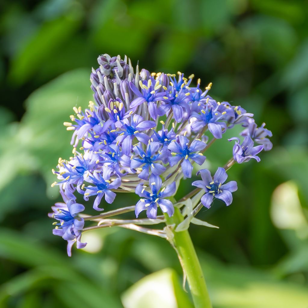 Scilla peruviana 