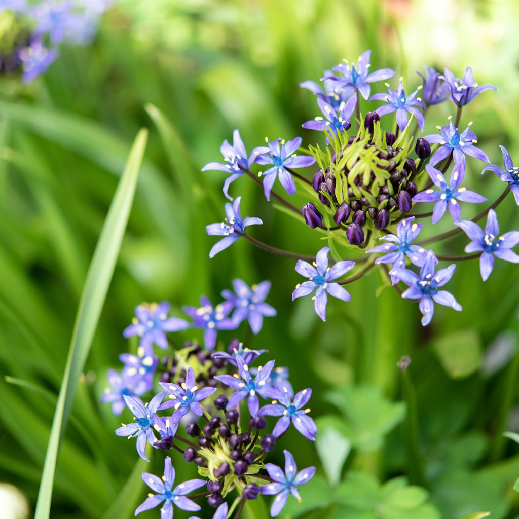 Scilla peruviana 