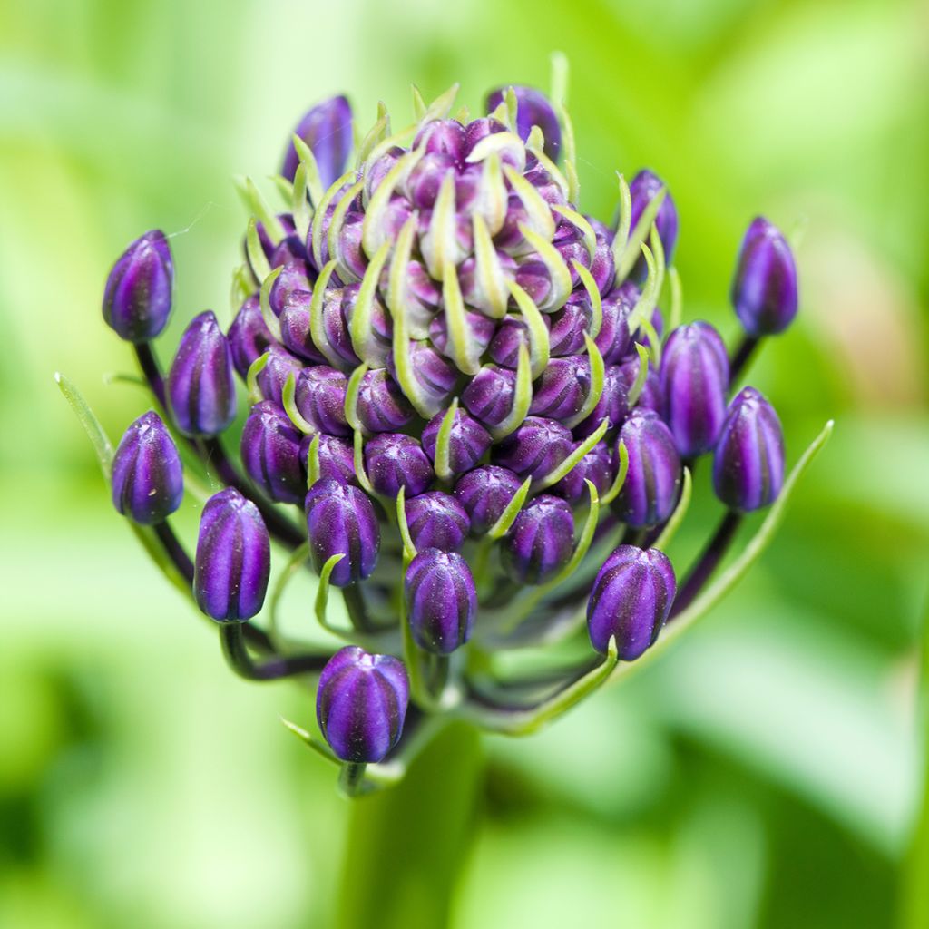 Scilla peruviana 