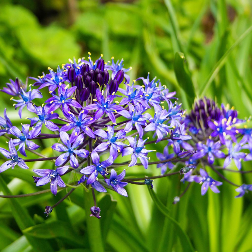 Scilla peruviana 