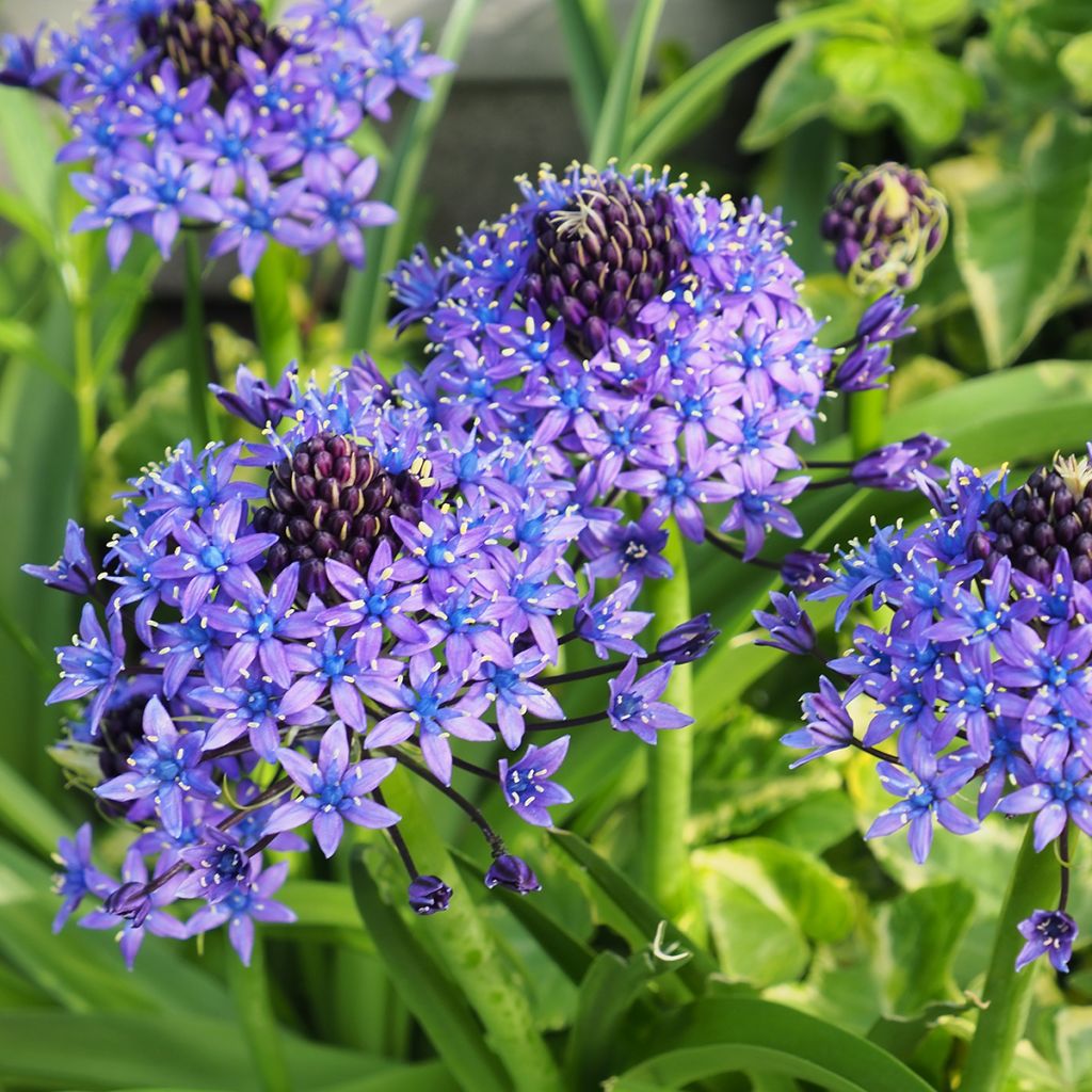 Scilla peruviana 